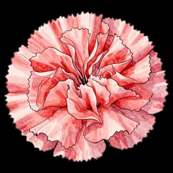 Carnation flower for this Digibouquet pairing