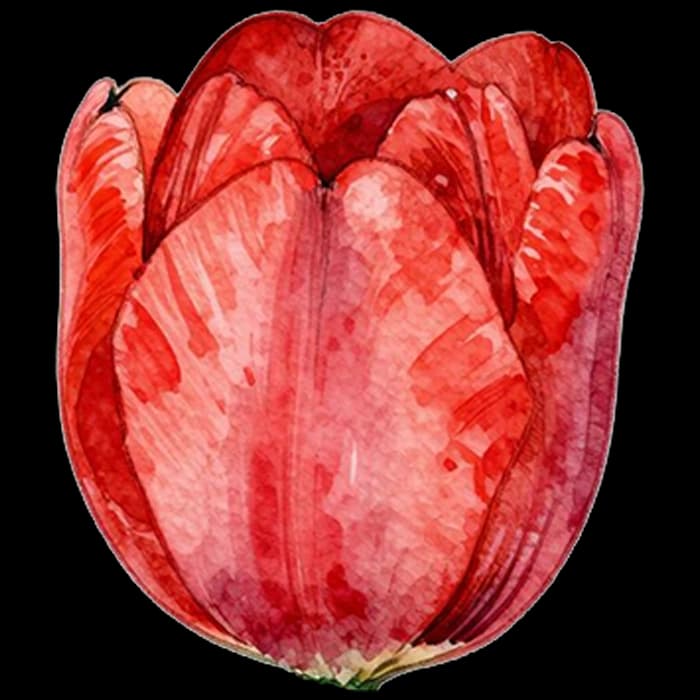 Tulip flower for this Digibouquet pairing
